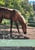 Horse ad
