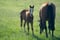 Horse ad