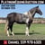 Annuncio cavallo