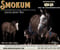 Horse ad