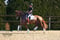Annuncio cavallo