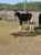 Annuncio cavallo