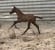 Horse ad