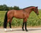Horse ad