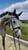 Horse ad