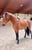 Annuncio cavallo