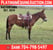 Horse ad