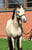Anuncio de caballos