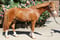 Horse ad