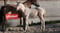 Horse ad