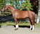 Annuncio cavallo