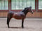 Horse ad