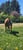 Horse ad