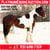 Horse ad