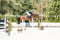 Annuncio cavallo