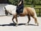 Annuncio cavallo