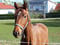 Annuncio cavallo