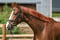 Annuncio cavallo