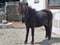 Annuncio cavallo