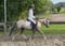 Horse ad