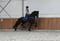 Annuncio cavallo