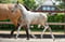 Annonce cheval