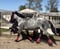 Horse ad