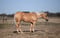 Horse ad
