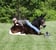 Horse ad