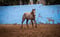 Horse ad