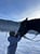 Horse ad