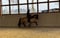 Annuncio cavallo