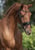 Horse ad