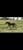 Horse ad