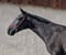 Annuncio cavallo