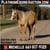 Annuncio cavallo