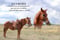 Horse ad
