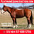 Horse ad
