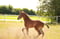 Horse ad