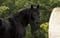 Horse ad