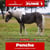 Horse ad