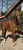 Annuncio cavallo