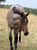 Annuncio cavallo