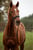 Horse ad