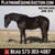 Horse ad