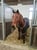 Annuncio cavallo