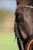 Horse ad