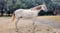 Horse ad