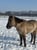 Horse ad