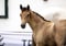 Horse ad